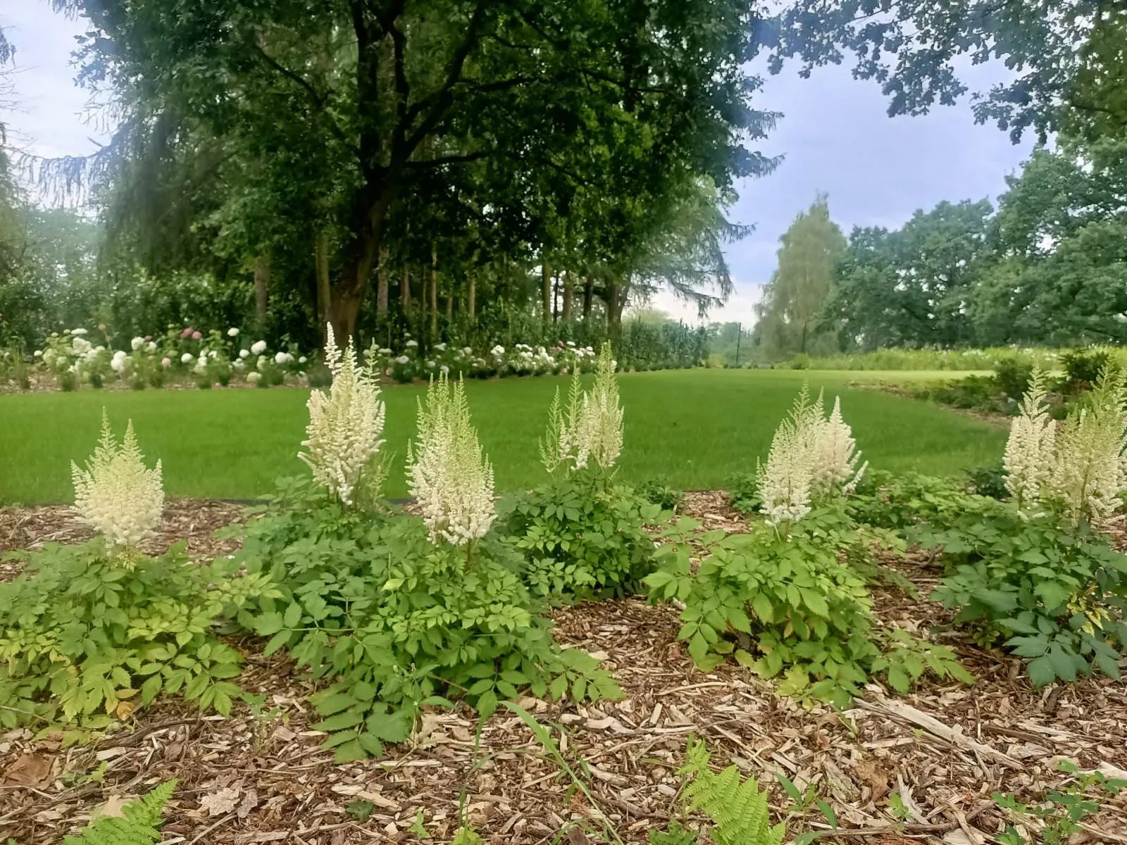 Trawy ozdobne i byliny w naturalistycznej rabacie