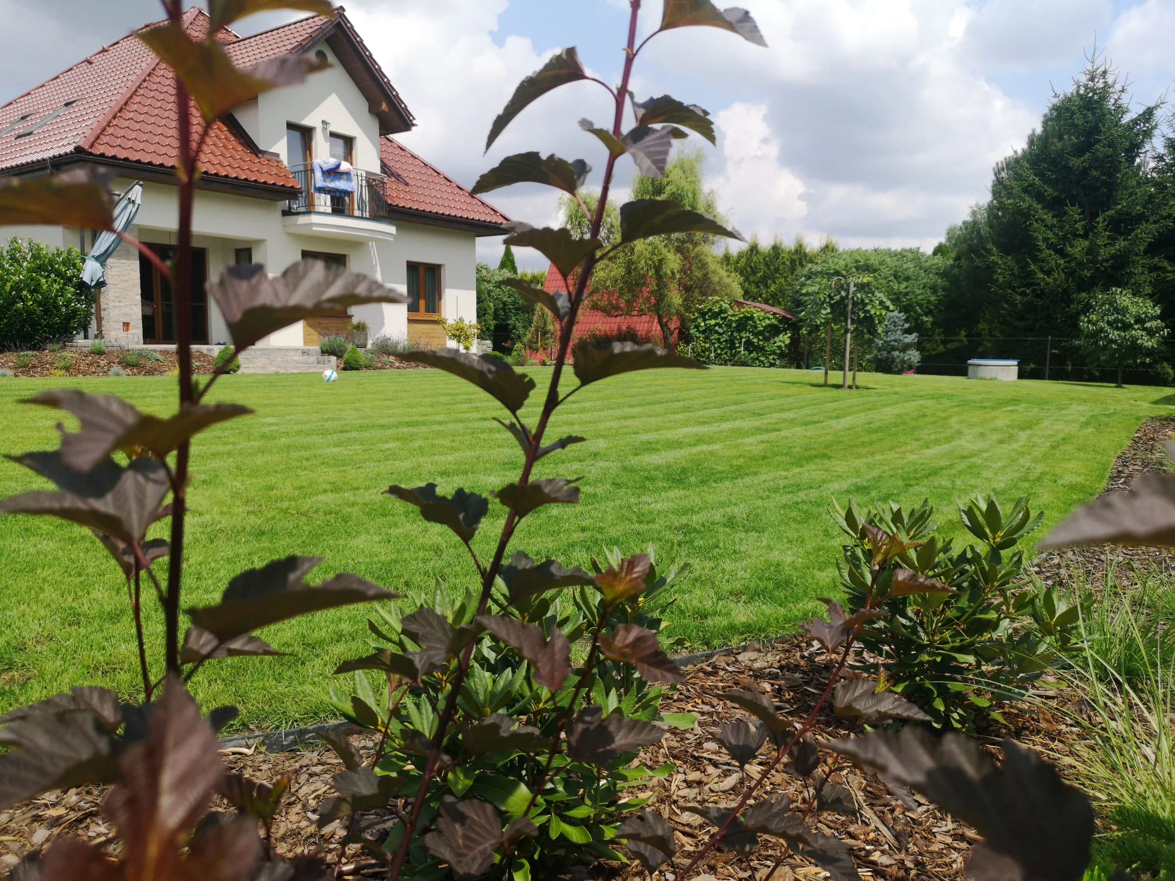 Ogród z klonem palmowym o czerwonych liściach