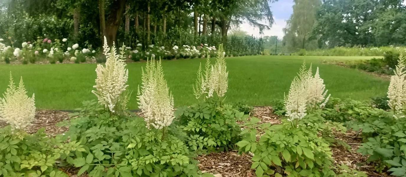 Trawy ozdobne i byliny w naturalistycznej rabacie
